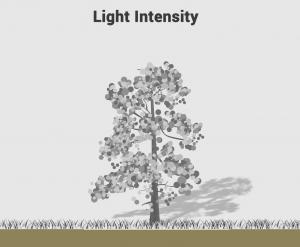 Light Intensity